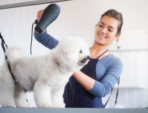 The Comfort of Home: Benefits of Mobile Dog Grooming